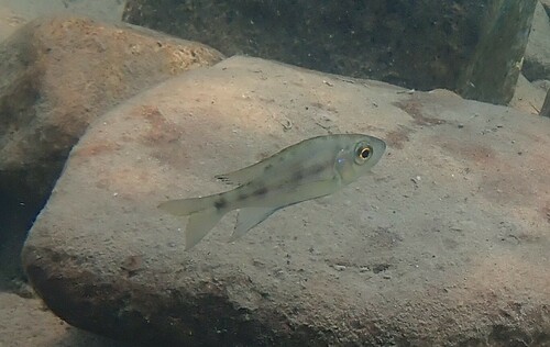 Tanganyika featherfin (Aulonocranus dewindti) — Cichlidae — 5