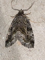 Protodeltote muscosula