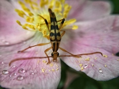 Strangalia luteicornis
