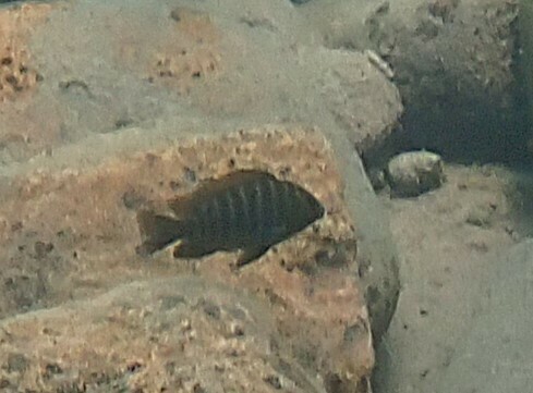 Yellow Petrochromis