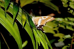 Papilio delalandei