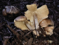 Agaricales