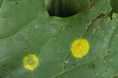 Drisina glutinosa