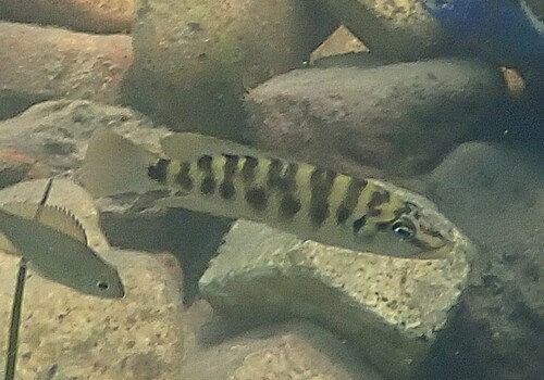 Banded lamprologus (Neolamprologus fasciatus) — Cichlidae — 4