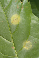 Drisina glutinosa