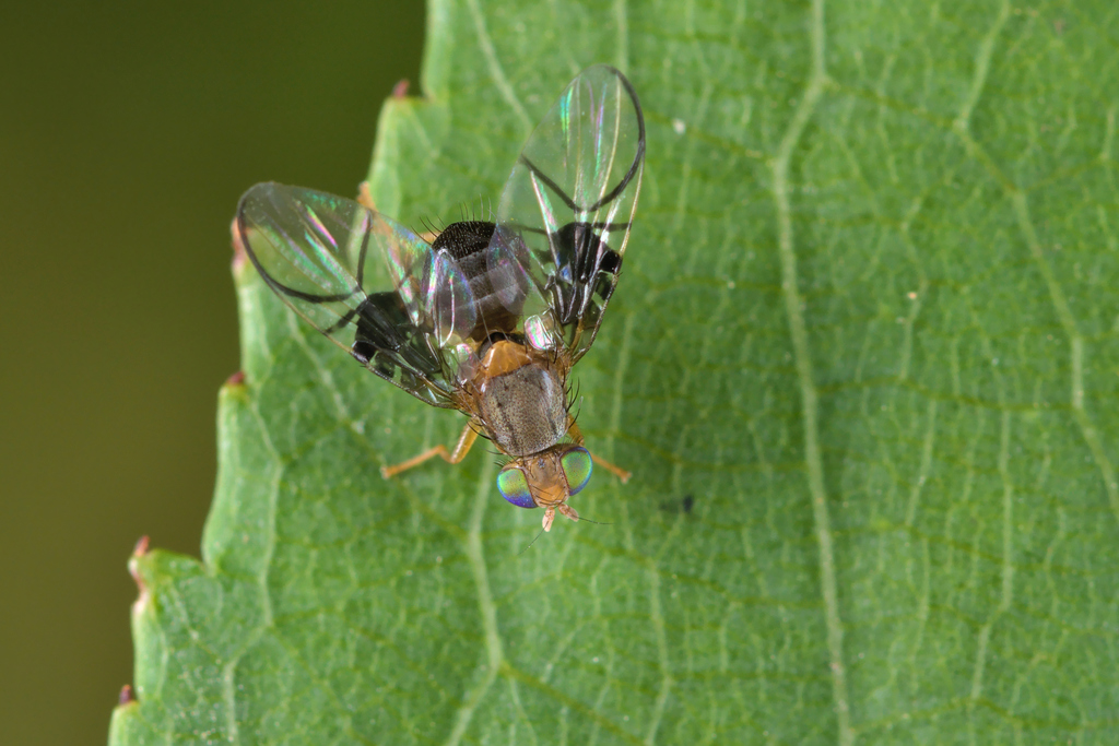 Spectacled Berry Fly, photo 1 of 10
