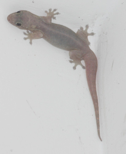 Gehyra mutilata