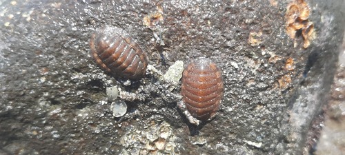 Ischnochiton caliginosus