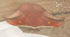 Antheraea assamensis