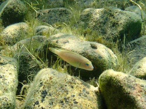 Temporalis cichlid (Telmatochromis temporalis) — Cichlidae — 3