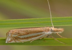 Crambus awemellus