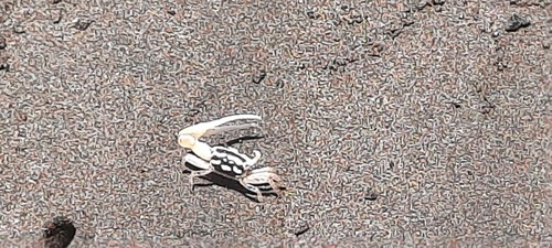 Perplexing Fiddler Crab