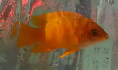 Yellowchin lamprologus (Neolamprologus mustax) — Cichlidae — 3