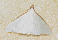 Ramila