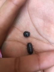 Armadillidium