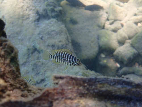Thicklip cichlid (Lobochilotes labiatus) — Cichlidae — 4