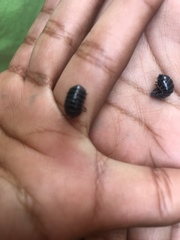 Armadillidium