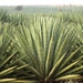 Sisal - Photo (c) subhashc, some rights reserved (CC BY-NC)