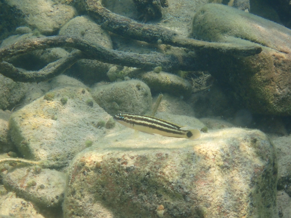 Golden julie (Julidochromis ornatus) — Cichlidae