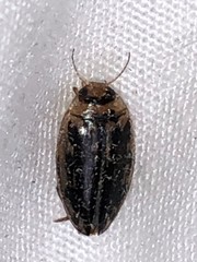 Coptotomus