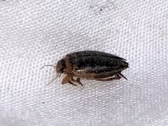 Coptotomus