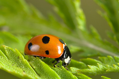 Coccinella magnifica