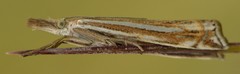 Crambus awemellus