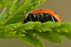 Coccinella magnifica