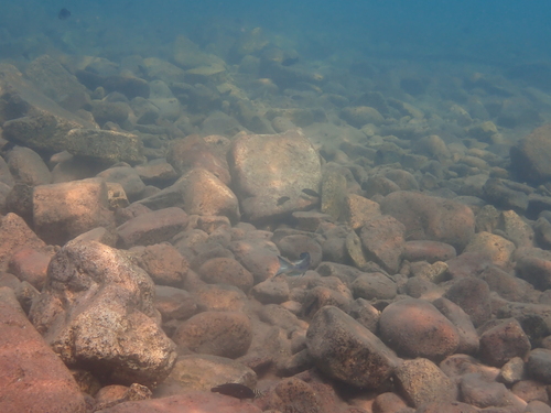 Featherfin cichlid (Ophthalmotilapia ventralis) — Cichlidae