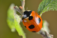 Coccinella magnifica