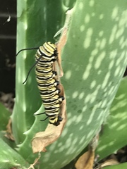 Danaus plexippus