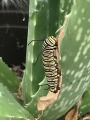 Danaus plexippus
