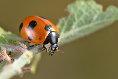 Coccinella magnifica