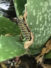 Danaus plexippus