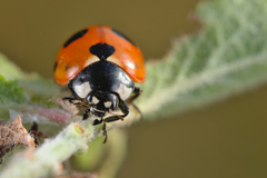 Coccinella magnifica
