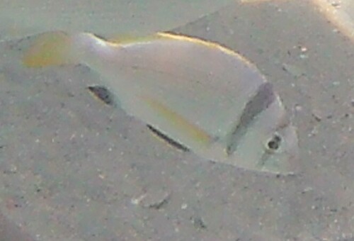 Doublebar Bream (Acanthopagrus bifasciatus)