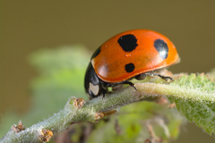 Coccinella magnifica