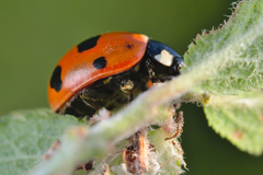 Coccinella magnifica
