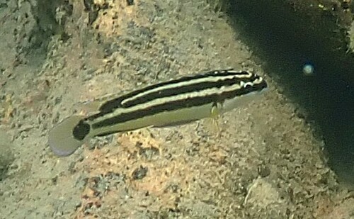 Golden julie (Julidochromis ornatus) — Cichlidae — 3