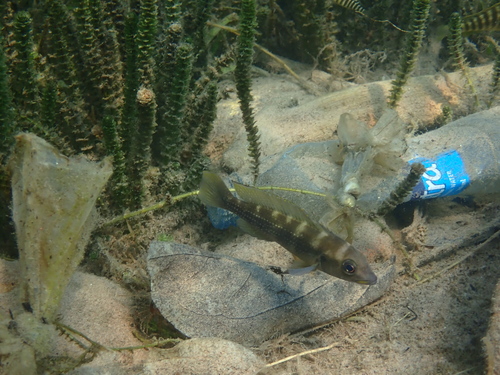 Fourspine cichlid (Neolamprologus tetracanthus) — Cichlidae — 5