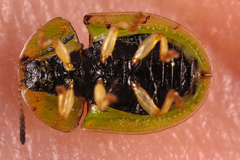 Cassida denticollis