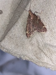 Hypsopygia intermedialis