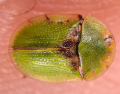 Cassida denticollis