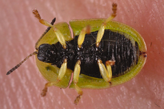 Cassida denticollis