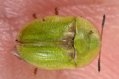 Cassida denticollis