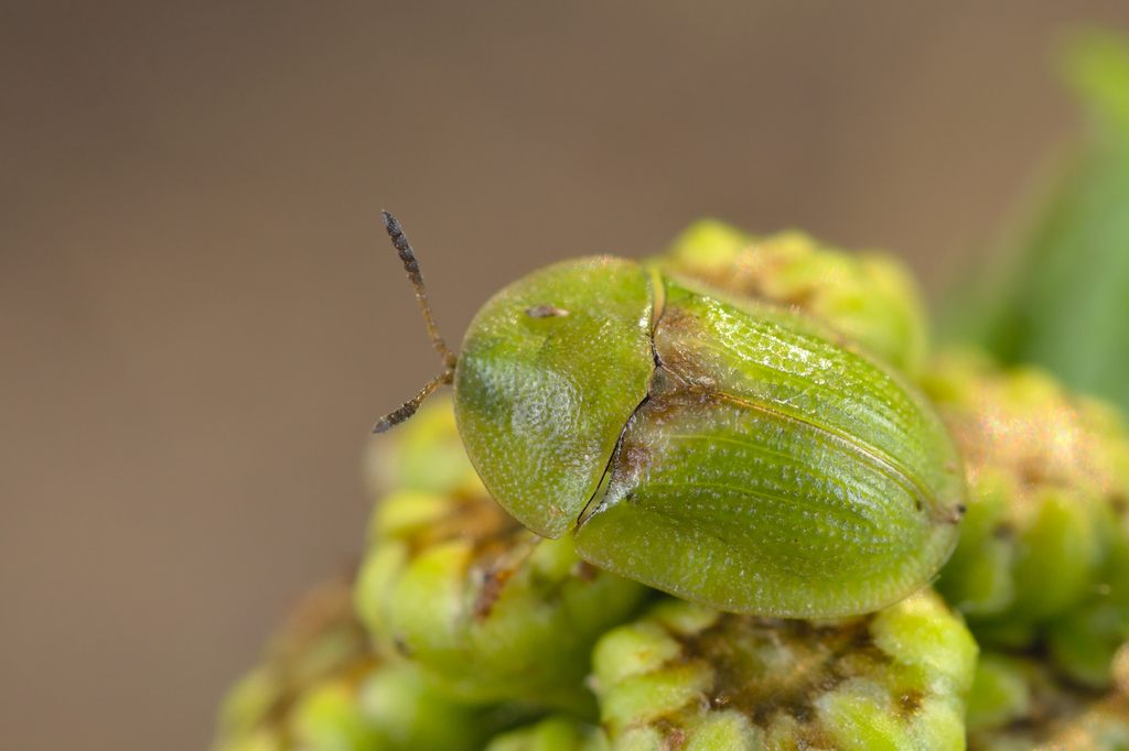 Cassida denticollis