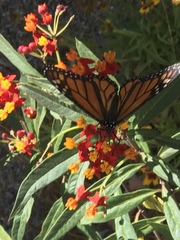 Danaus plexippus