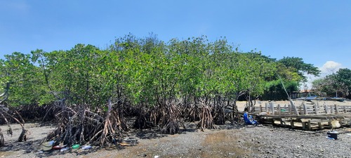 Indo-West Pacific Stilt Mangrove