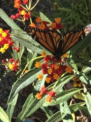 Danaus plexippus