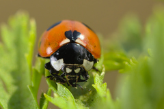 Coccinella magnifica